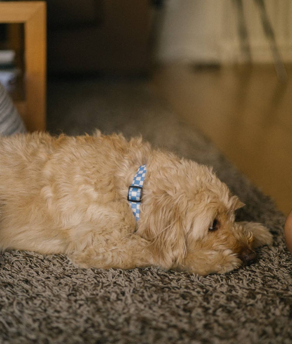 Nagy méretű kutyafekhelyek – Stílus a legnagyobbaknak is