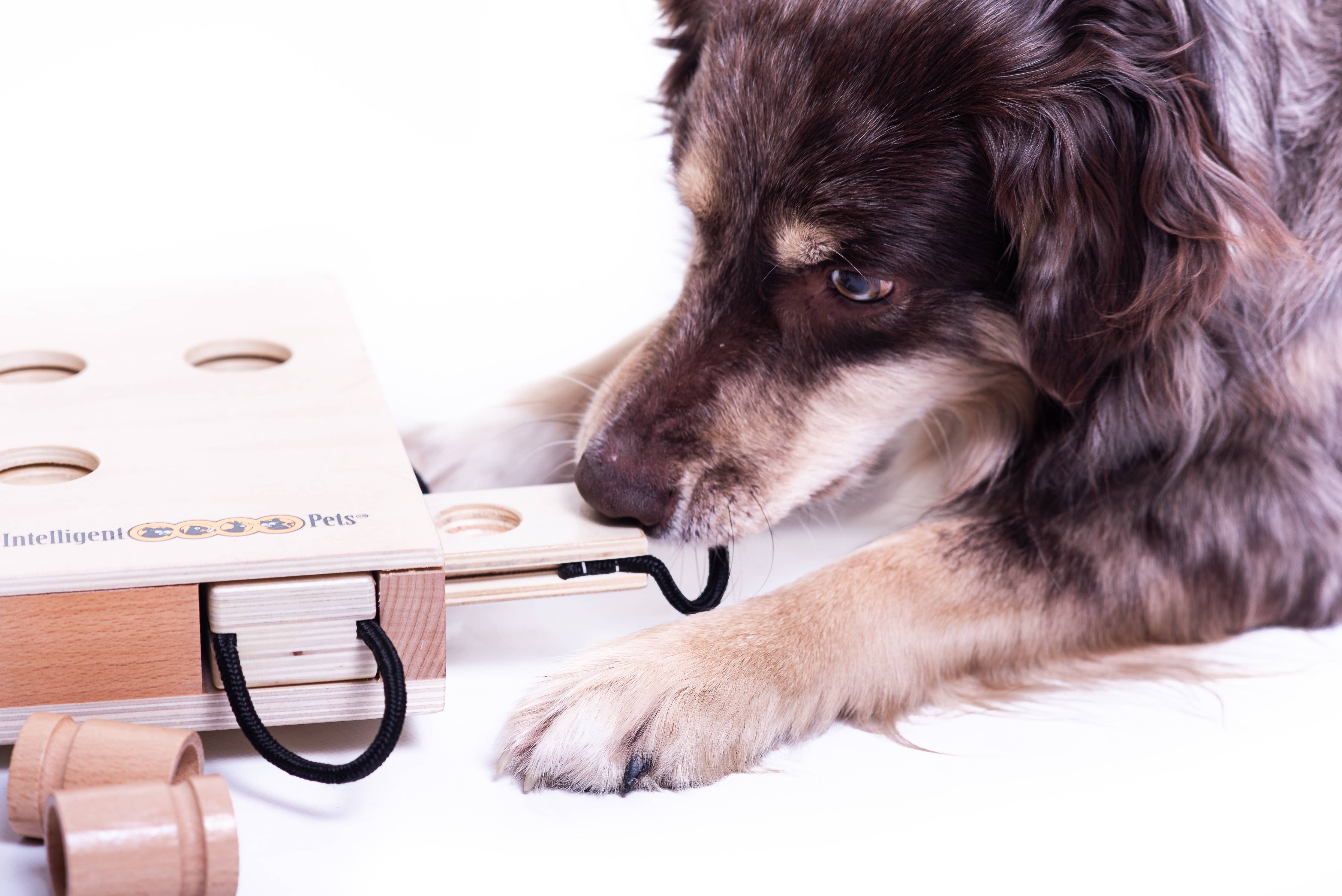 iPet – Smart Dog interaktív logikai játék kutyáknak