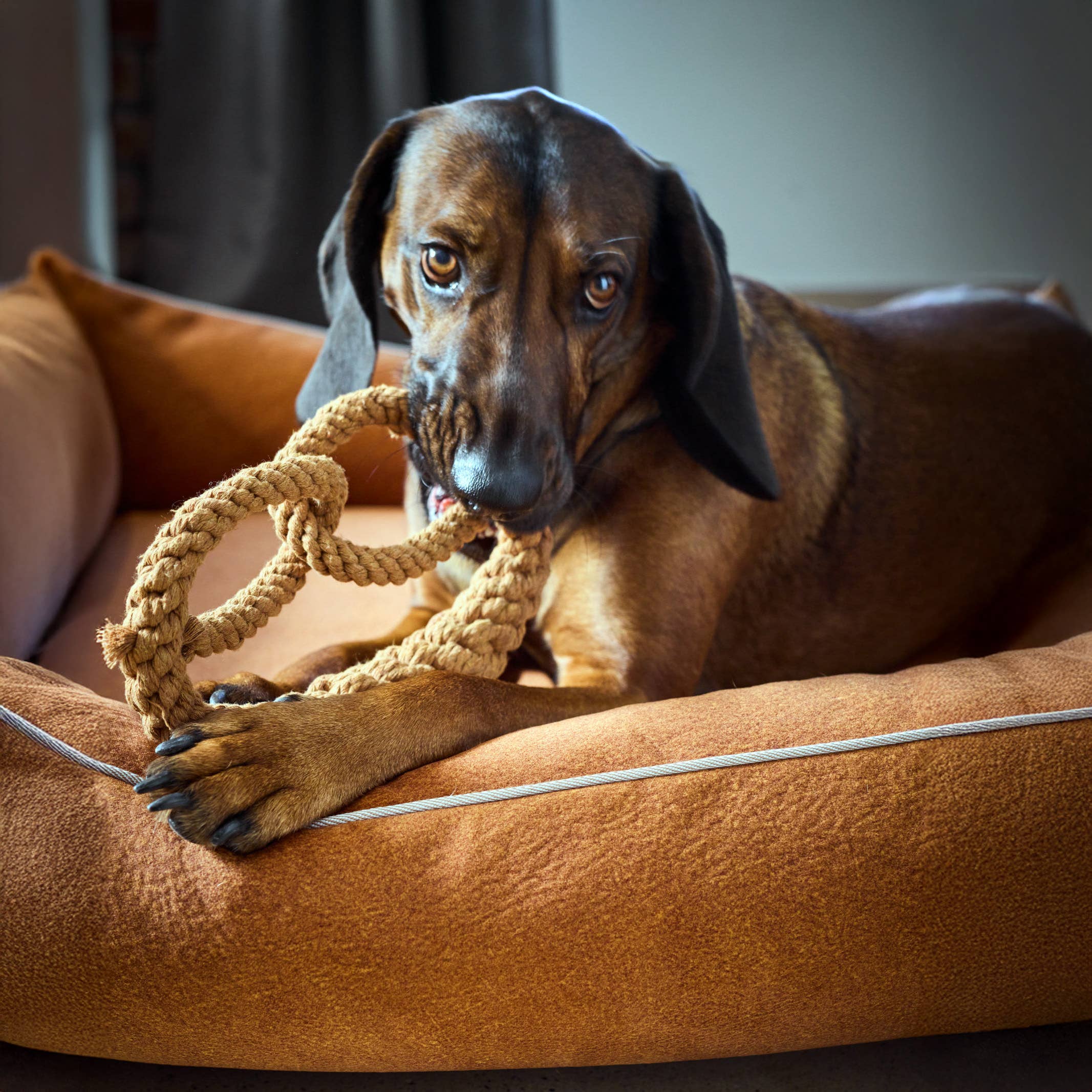 Britta perec kutyajáték