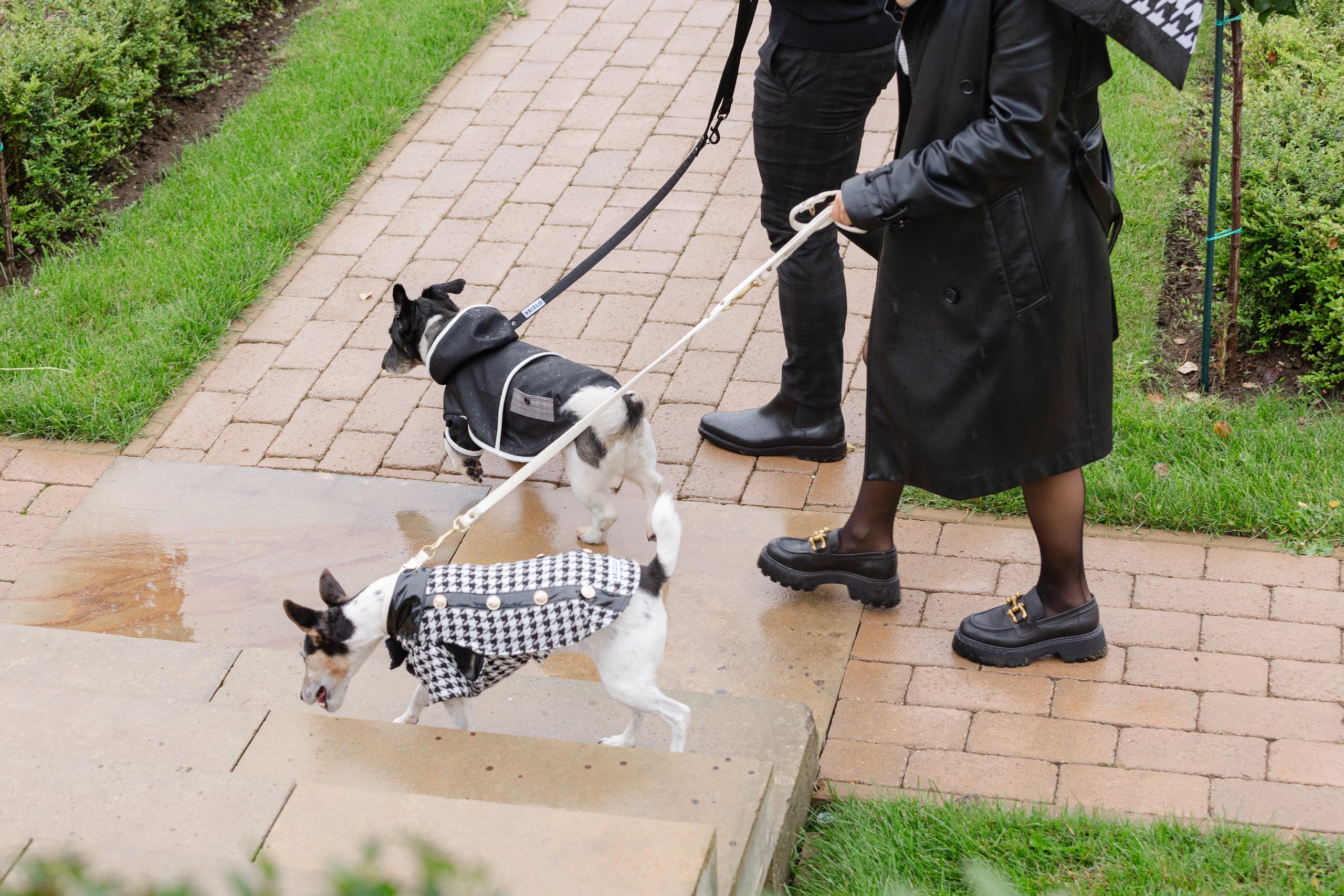 Midnight kutyakabát