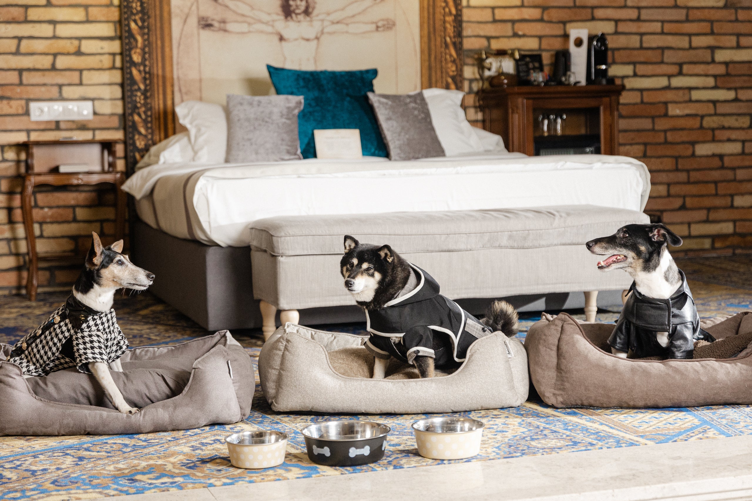 Midnight kutyakabát