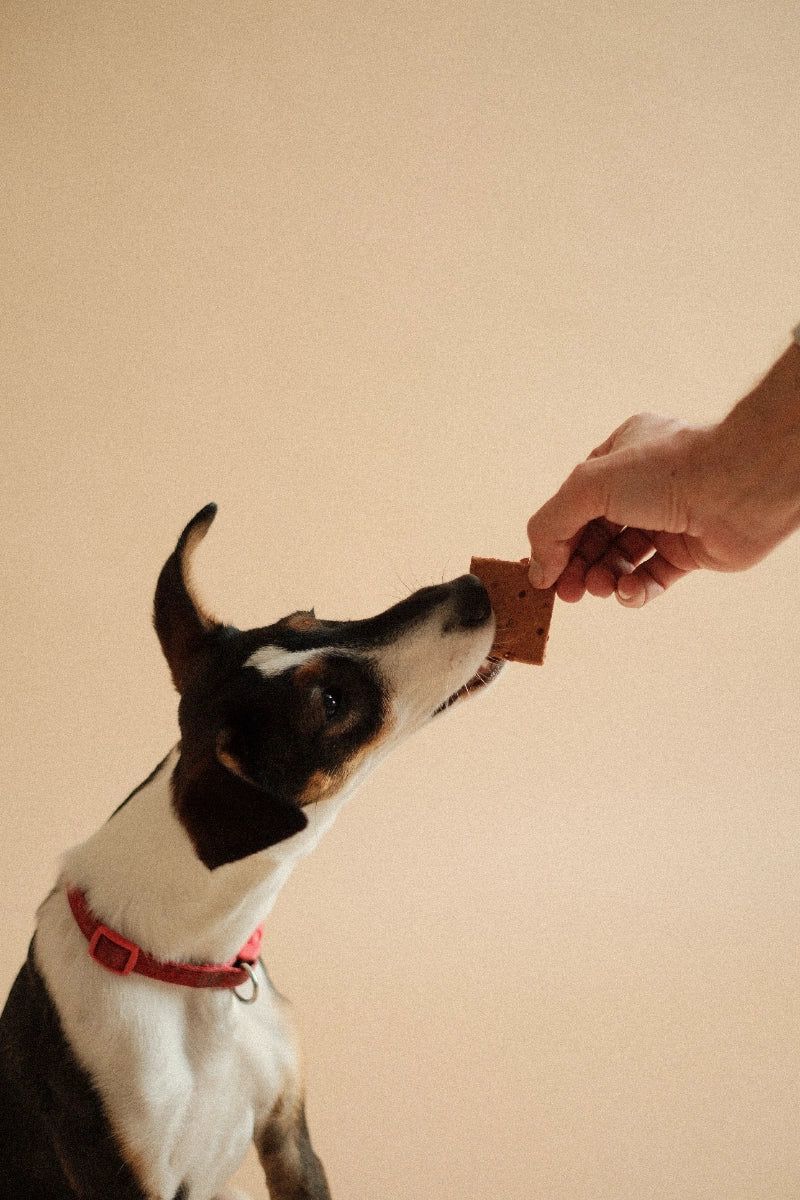 EBKEKSZ kutyakeksz Májas