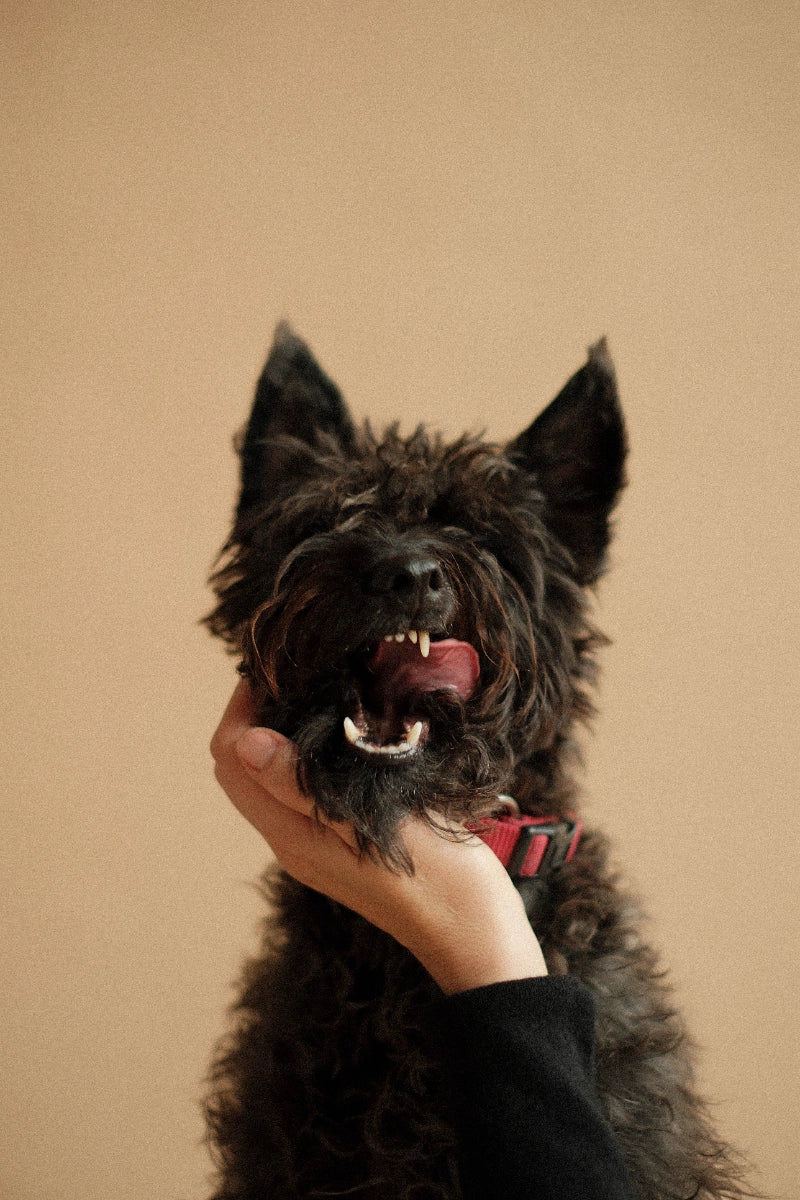 EBKEKSZ kutyakeksz kínáló 500 g – utántöltés