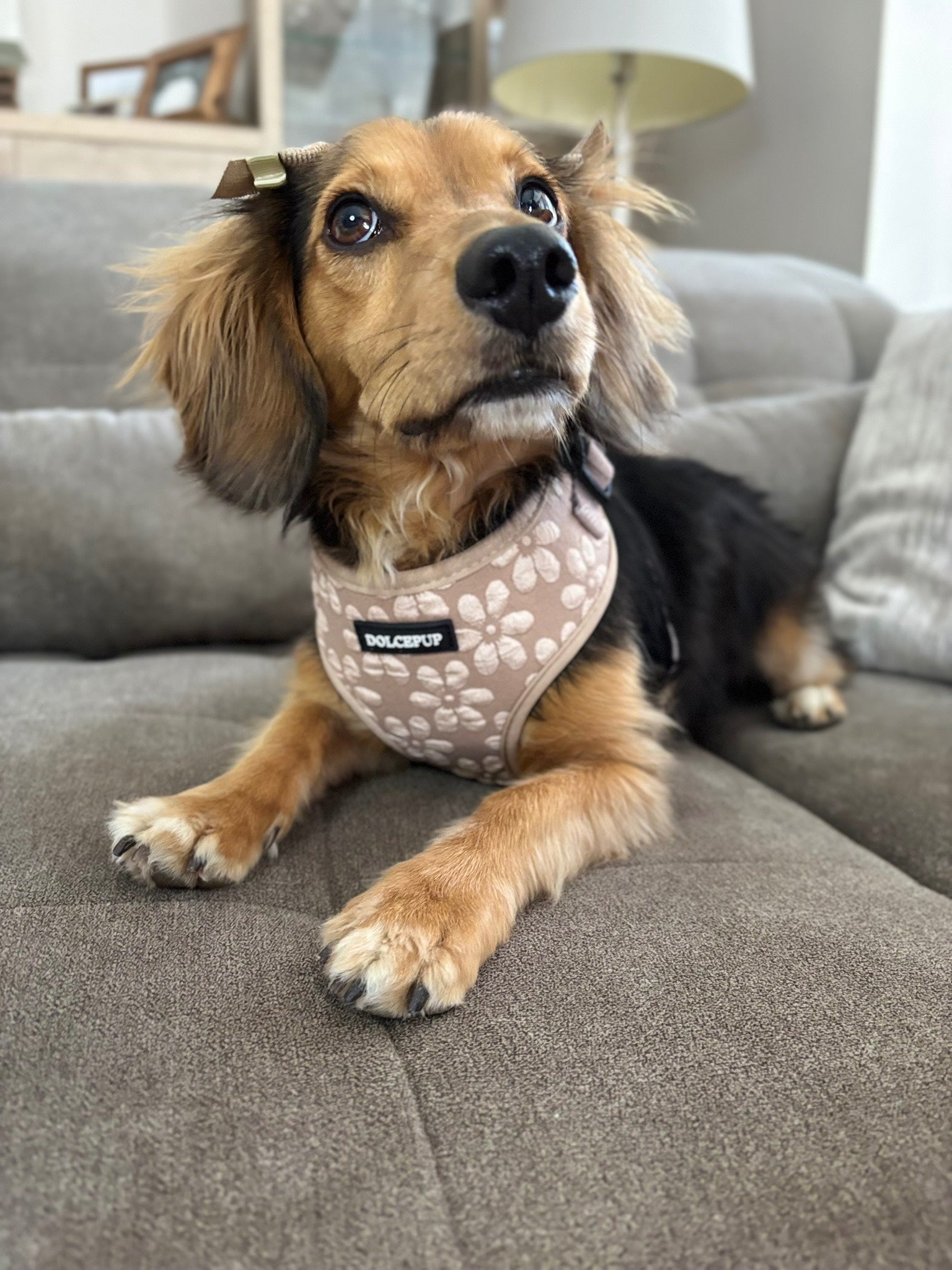 BLOOM PUP kollekció