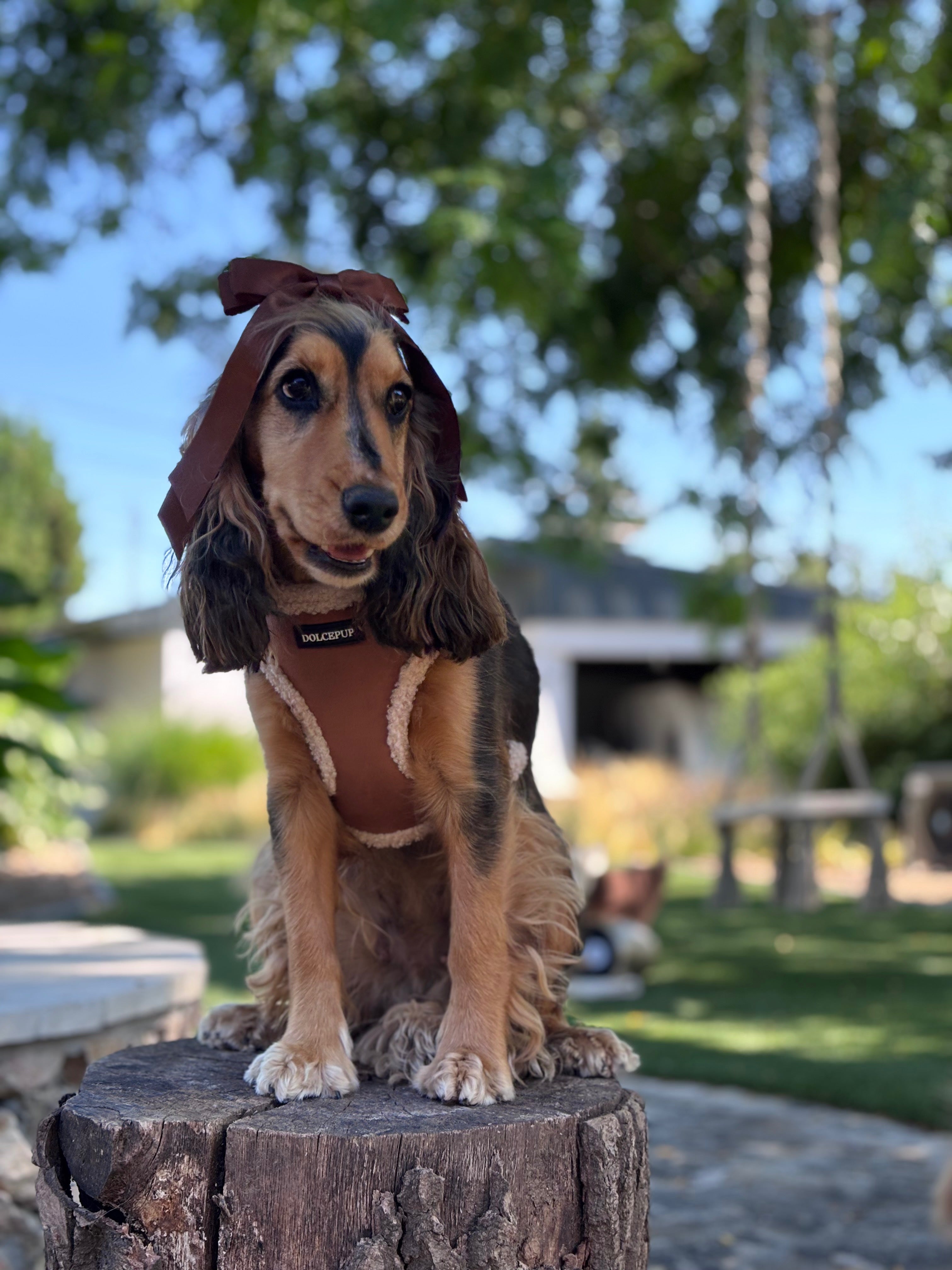 DolcePup Brownie Pup kutyahám