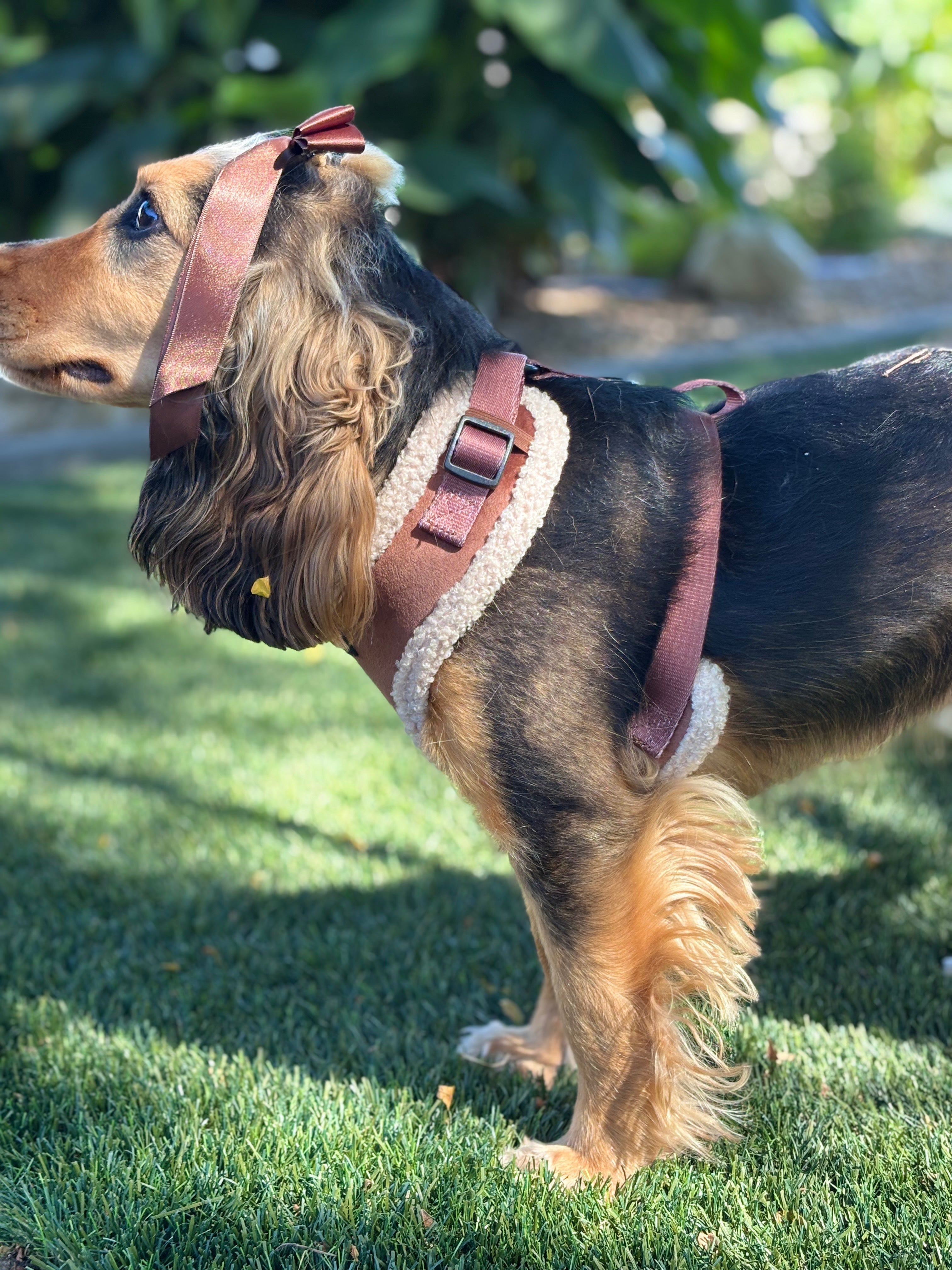 BROWNIE PUP kollekció