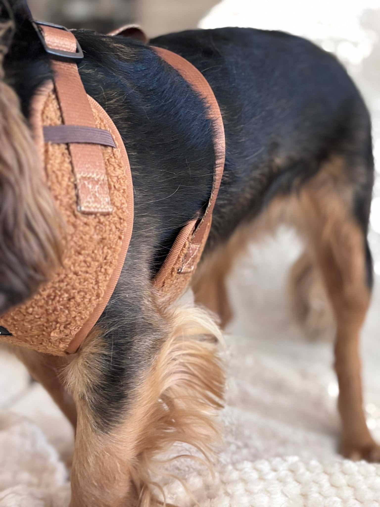 DolcePup Teddy Choco kutyahám