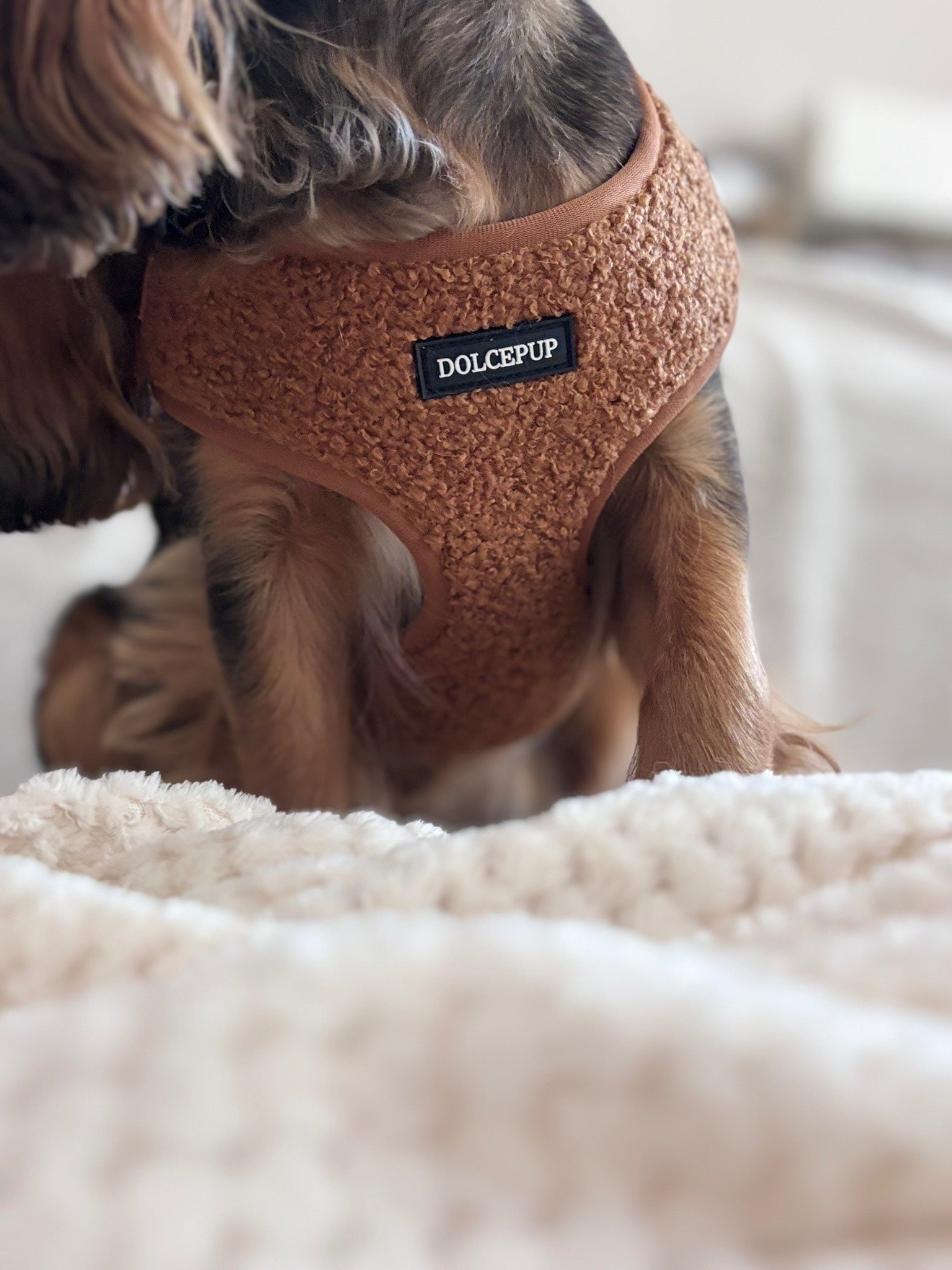 DolcePup Teddy Choco kutyahám