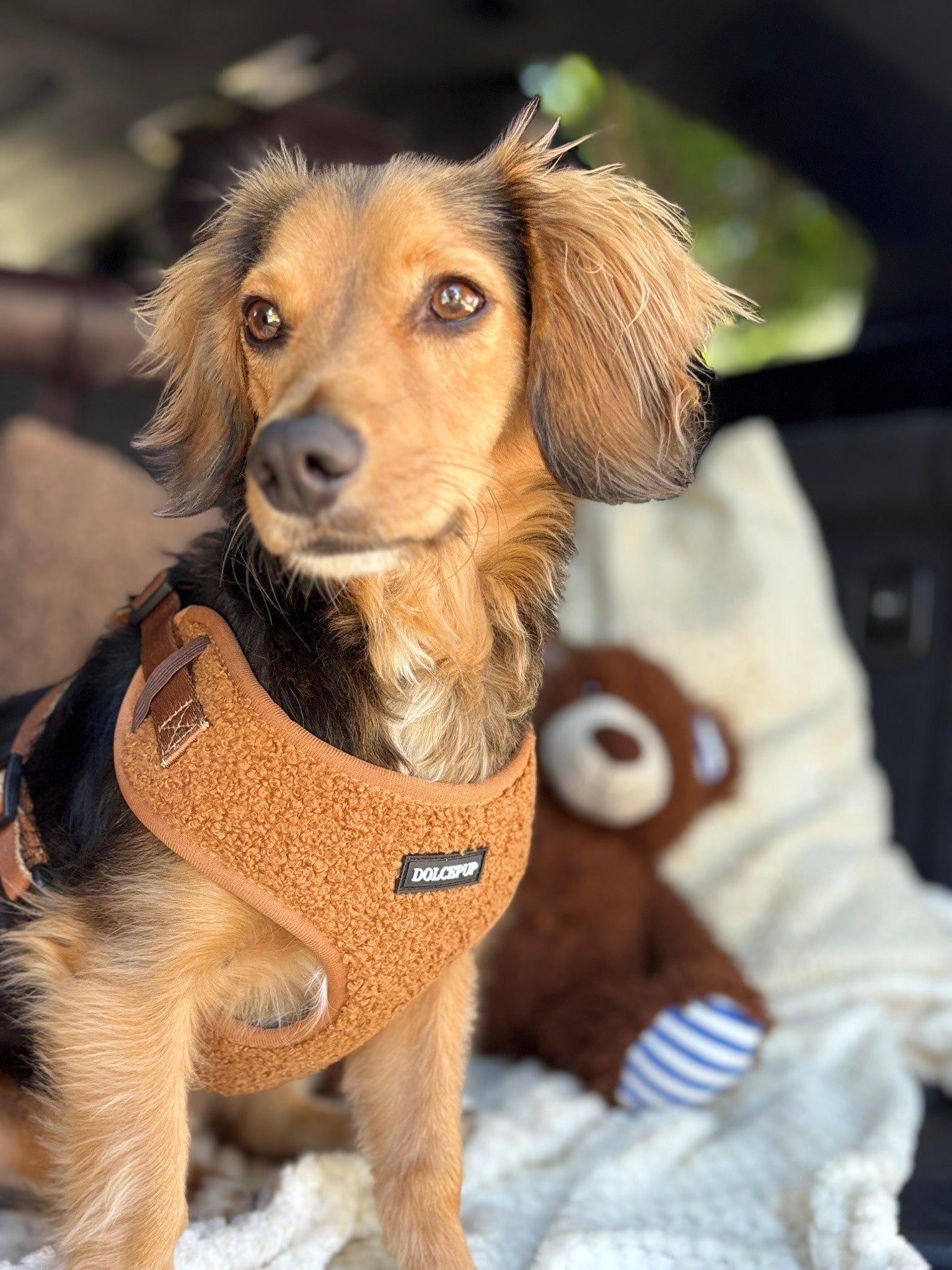 DolcePup Teddy Choco kutyahám