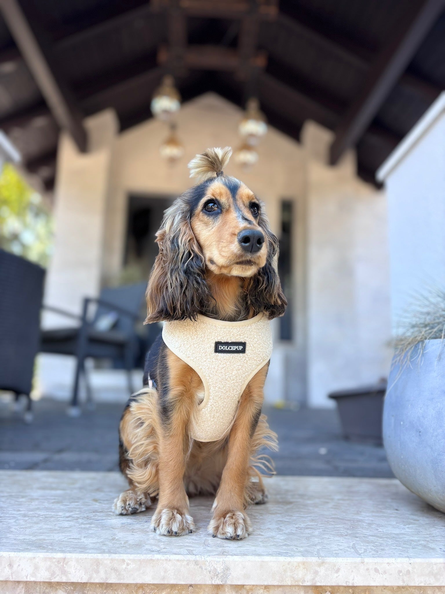 DolcePup Teddy Latte kutyahám