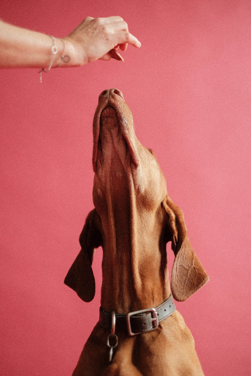 EBKEKSZ kutyakeksz Májas