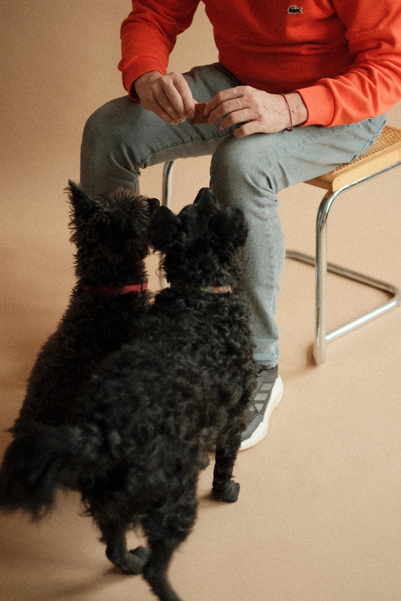 EBKEKSZ kutyakeksz kínáló 500 g – utántöltés