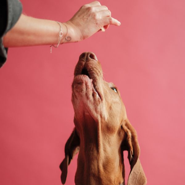 EBKEKSZ kutyakeksz kínáló 500 g – utántöltés