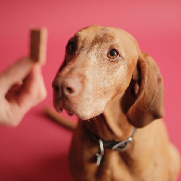EBKEKSZ kutyakeksz kínáló – utántölthető box + 500 g