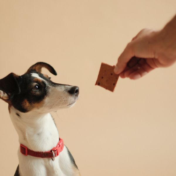 EBKEKSZ kutyakeksz kínáló – utántölthető box + 500 g